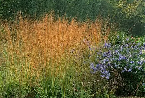 Голубая Молиния (Molinia cærulea ssp. Arundinacea)