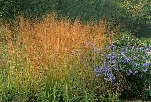 Голубая Молиния (Molinia cærulea ssp. Arundinacea)