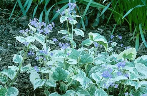 Как вырастить незабудку кавказскую «Белая Доусона»