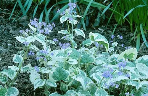 Как вырастить незабудку кавказскую 'Белую Доусона