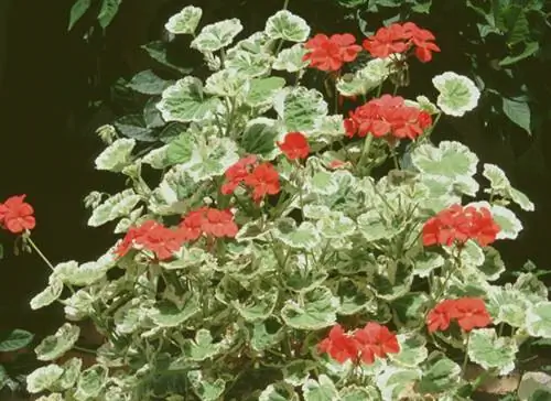 Как вырастить пеларгонию «Цветок весны»