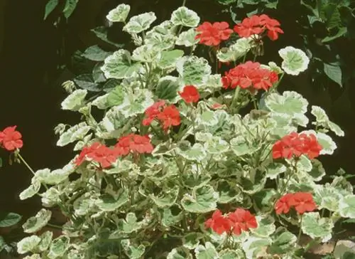 Как вырастить пеларгонию «Цветок весны»