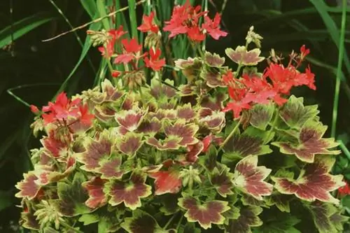 Как обрезать пеларгонию Ванкувер Сентенниал?