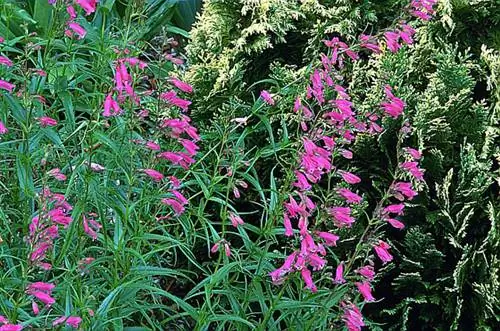 Как вырастить пенстемон «Эвелин»: советы