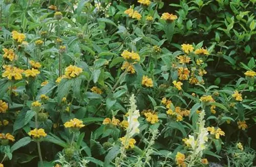 Как вырастить Phlomis longifolia var. Байланица