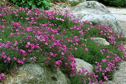 Флокс моховой 'Amazing Grace