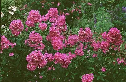 Как вырастить флокс метельчатый «Джуди»