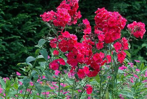 Как вырастить флокс метельчатый 'Кирхенфюрст