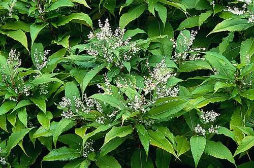 Как вырастить горец полистахиум