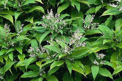 Как вырастить горец полистахиум