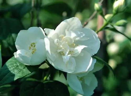 Серингат 'Вирджинал' (Philadelphus x Virginalis 'Вирджинал')