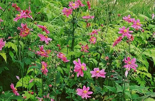 Анемона 'Рубра Плена' (Anemone x Hybrida 'Rubra Plena')