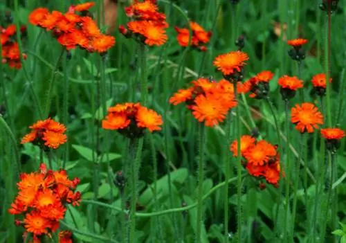 Ястреб оранжевый (Hieracium aurantiacum)