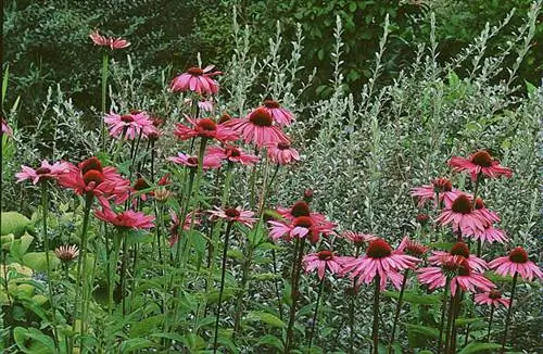 Эхинацея пурпурная ‘Magnus’ (Echinacea purpurea ‘Magnus’) &copy;