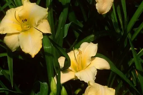 Лилейник «Артик Сноу»