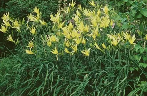 Лилейник цитриновый (Hemerocallis citrina)