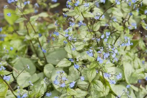 Незабудка кавказская Brunnera macrophylla