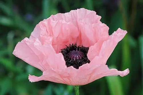 Как вырастить мак восточный 'Принцесса Виктория Луиза