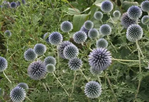 Как вырастить лазурный шар (Echinops)
