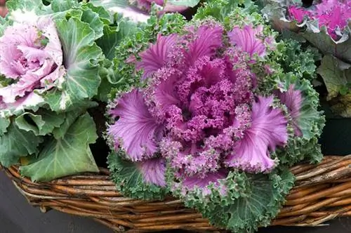 Инструкция по выращиванию и уходу за декоративной капустой (Brassica)