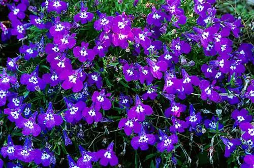 Как вырастить лобелию (лобелию): советы