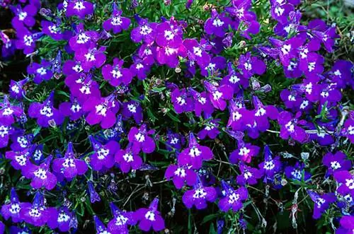 Как вырастить лобелию (лобелию): советы