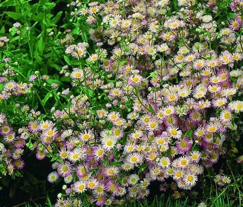 Памятка по выращиванию и уходу за эригероном (Erigeron)