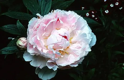 Пион 'Дюшес де Немур'