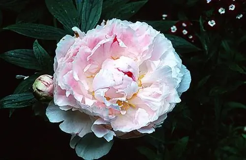 Пион 'Duchesse de Nemours