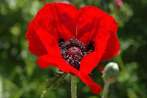 Как вырастить мак восточный «Краса Ливермира»