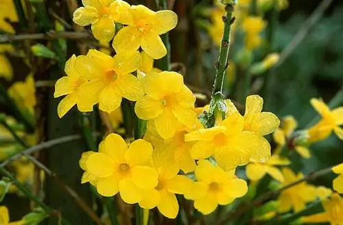 Жасмин nudiflorum