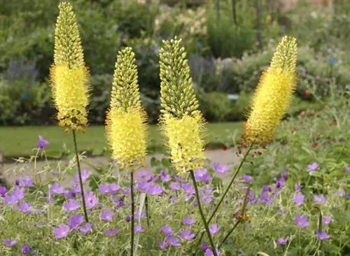 Разделите эремурус