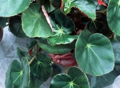 Бегония водяная лилия (Begonia x erythrophylla)