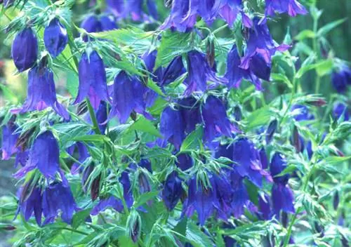 Колокольчик 'Кент Белль' (Campanula 'Kent Belle')
