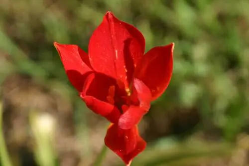 Tulipa sprengeri - Л. Лизер Tulipa sprengeri - Л. Лизер