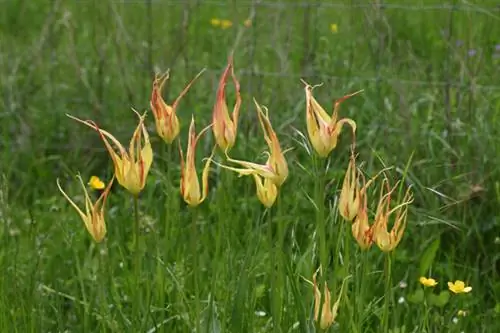 Tulipa acuminata, фото Лоран Лизер Tulipa acuminata, фото Лоран Лизер