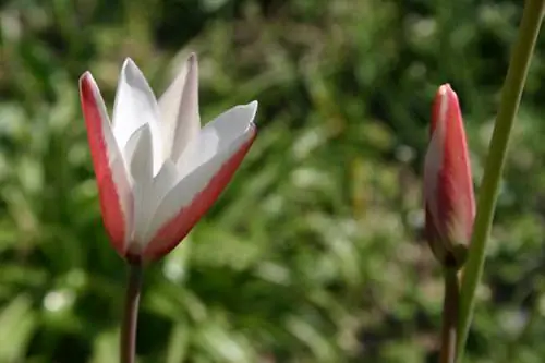 Tulipa clusiana, фото Лоран Лизер Tulipa clusiana, фото Лоран Лизер