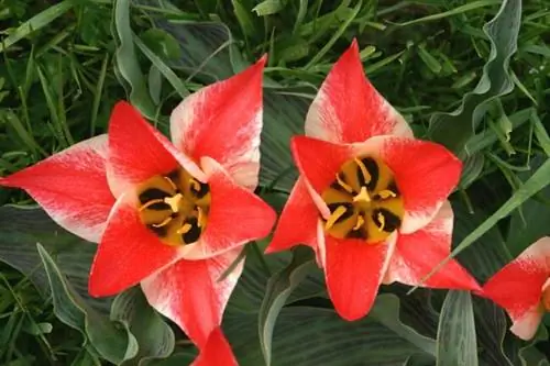 Tulipa greigii 'Tarafa' - Л. Лизер Tulipa greigii 'Tarafa' - Л. Лизер