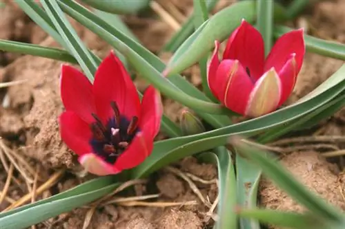 Tulipa humilis, метко названный