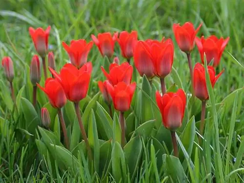 Tulipa kaufmanniana, маленькая кувшинка, которая не очень любит воду