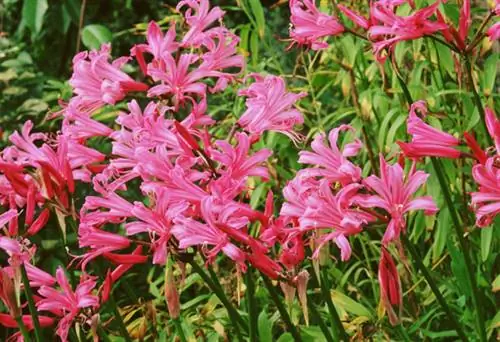 Как вырастить Нерину Пинк Триумф (Nerine Bowdenii)