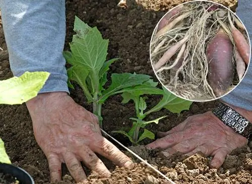 Успешно посадить якон (земляную грушу)