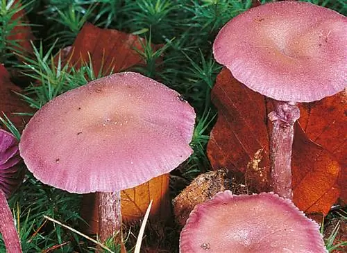 Аметист лаккария (Laccaria amethystina)