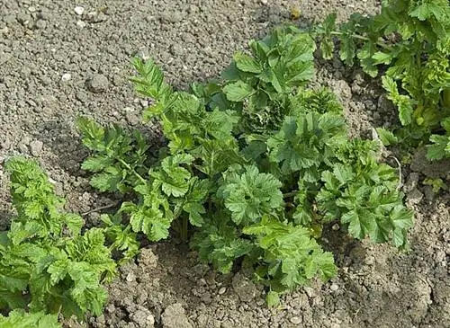 Удачный полив пастернака: необходимость и частота