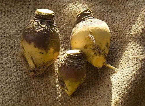 Удобряйте брюкву