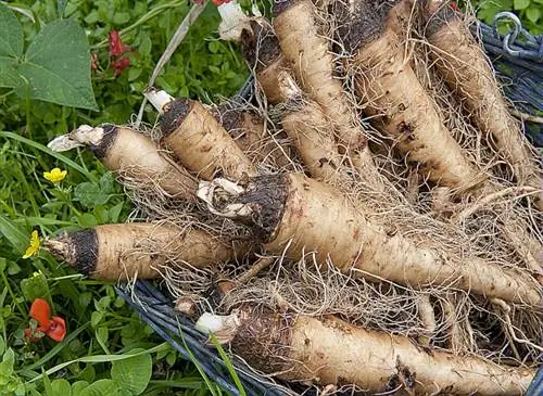 Удобряйте козлобородник