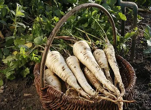 Корзинка из пастернака