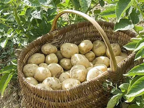 Севооборот, что сеять после раннего картофеля