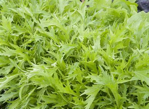 Капуста мизуна (Brassica rapa var. nipposinica) Капуста мизуна (Brassica rapa var. nipposinica)