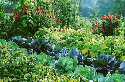 Ранняя капуста